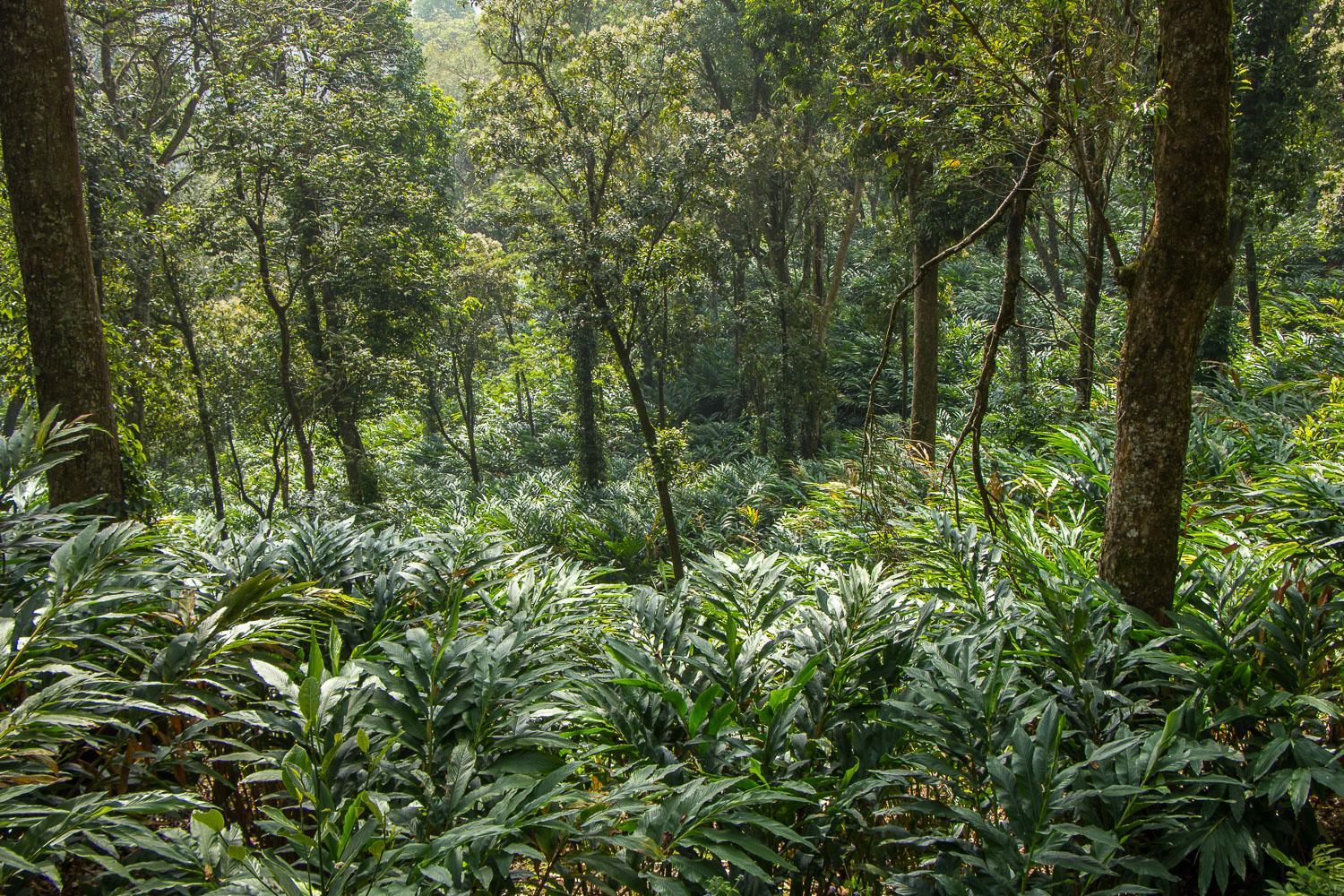 Walk Through Cardamom Plantation, Munnar, India Wide Angle Adventure