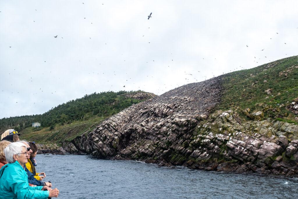 Puffin Viewing at Witless Bay Ecological Reserve, Newfoundland, Canada Wide Angle Adventure