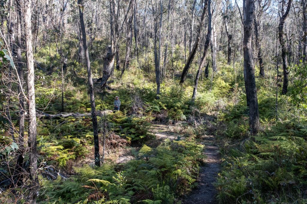 Grand Canyon Track, Blue Mountains, Australia Wide Angle Adventure